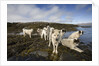 Pack of Sled Dogs by Anonymous
