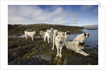 Pack of Sled Dogs by Anonymous