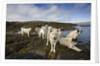 Pack of Sled Dogs by Anonymous