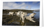 Pack of Sled Dogs by Anonymous