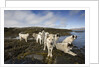 Pack of Sled Dogs by Anonymous