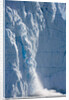 Icebergs Calving From Equip Sermia Glacier by Anonymous