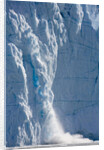 Icebergs Calving From Equip Sermia Glacier by Anonymous