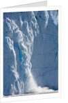 Icebergs Calving From Equip Sermia Glacier by Anonymous