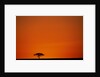 Lone Acacia Tree at Sunrise by Anonymous