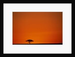 Lone Acacia Tree at Sunrise by Anonymous