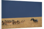 Herd of Impala Facing a Zebra on Savanna by Anonymous