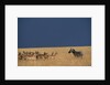 Herd of Impala Facing a Zebra on Savanna by Anonymous