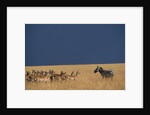 Herd of Impala Facing a Zebra on Savanna by Anonymous