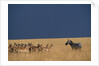 Herd of Impala Facing a Zebra on Savanna by Anonymous