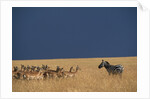 Herd of Impala Facing a Zebra on Savanna by Anonymous