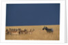 Herd of Impala Facing a Zebra on Savanna by Anonymous