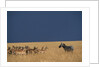 Herd of Impala Facing a Zebra on Savanna by Anonymous