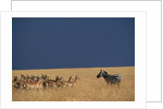 Herd of Impala Facing a Zebra on Savanna by Anonymous