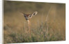 Female Gerenuk behind Bush by Anonymous