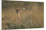 Female Gerenuk behind Bush by Anonymous
