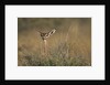 Female Gerenuk behind Bush by Anonymous