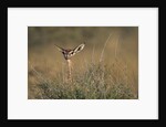 Female Gerenuk behind Bush by Anonymous