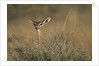 Female Gerenuk behind Bush by Anonymous