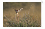 Female Gerenuk behind Bush by Anonymous