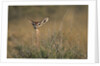 Female Gerenuk behind Bush by Anonymous