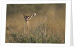 Female Gerenuk behind Bush by Anonymous