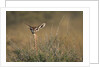 Female Gerenuk behind Bush by Anonymous