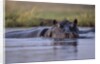 Hippopotamus in River by Anonymous