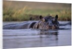 Hippopotamus in River by Anonymous