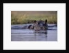 Hippopotamus in River by Anonymous