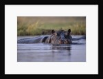 Hippopotamus in River by Anonymous