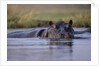 Hippopotamus in River by Anonymous