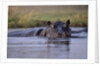 Hippopotamus in River by Anonymous