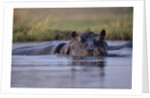 Hippopotamus in River by Anonymous