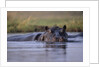 Hippopotamus in River by Anonymous