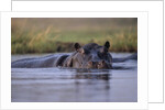 Hippopotamus in River by Anonymous