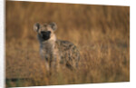 Spotted Hyena Pup by Anonymous
