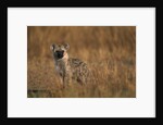 Spotted Hyena Pup by Anonymous