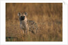 Spotted Hyena Pup by Anonymous