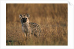 Spotted Hyena Pup by Anonymous