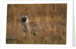 Spotted Hyena Pup by Anonymous