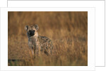 Spotted Hyena Pup by Anonymous