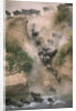 Wildebeests Running into River by Anonymous