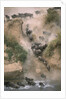 Wildebeests Running into River by Anonymous