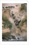 Wildebeests Running into River by Anonymous