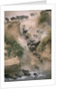 Wildebeests Running into River by Anonymous