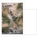 Wildebeests Running into River by Anonymous
