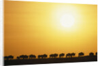 Morning Wildebeest Migration by Anonymous