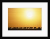 Morning Wildebeest Migration by Anonymous
