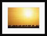 Morning Wildebeest Migration by Anonymous